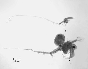 The spiny water flea (bottom) with another threat, the fishhook water flea (top)