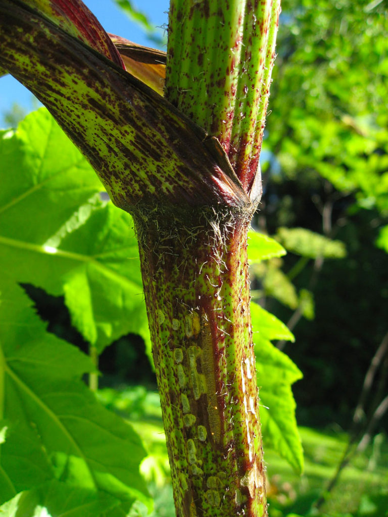 close up of large thick stalk with hairs and red mottled appearance
