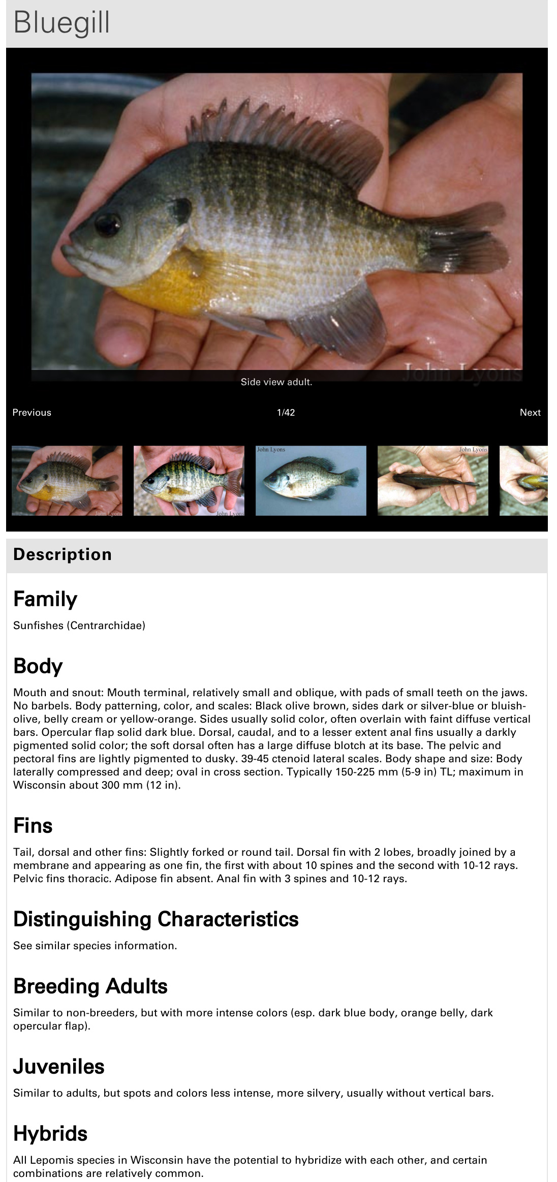 a screenshot from a website showing a Bluegill fish and a lot of text about it