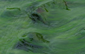 algae on lake water close up