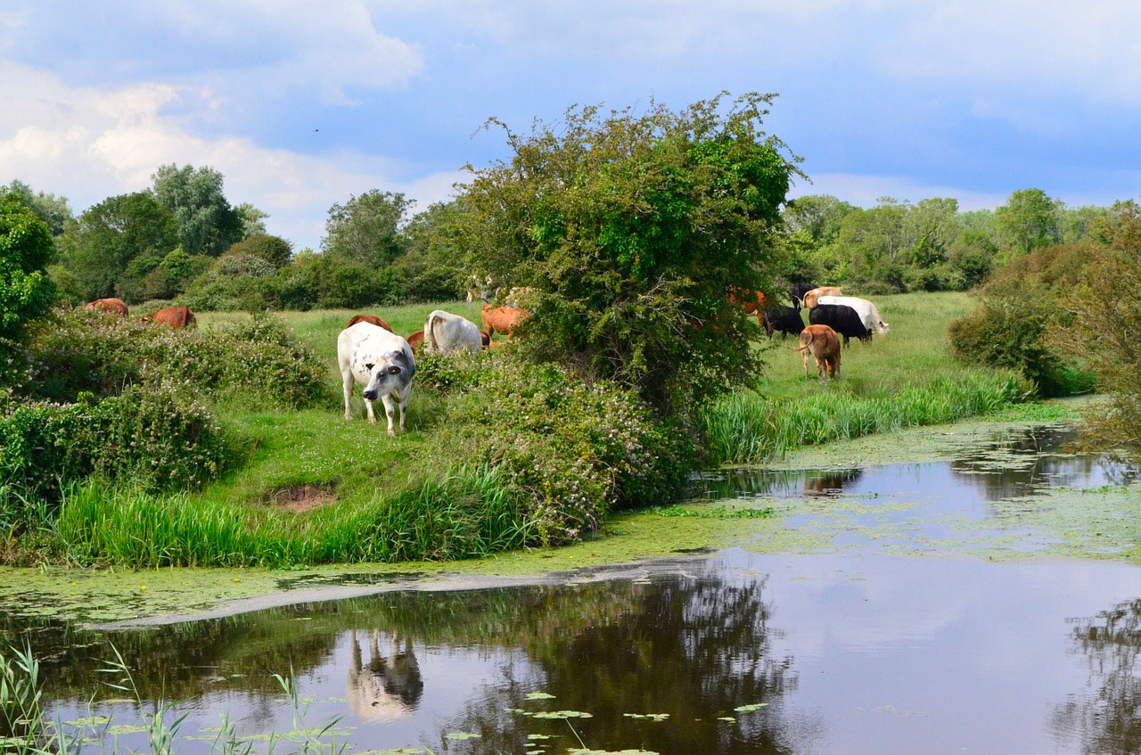 cows graze near a pond