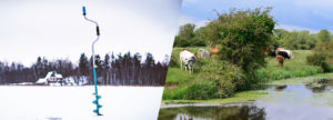 split image - ice fishing auger on the left and cows graze near pond on the right