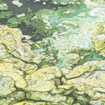 a film of green scum on a lake or pond