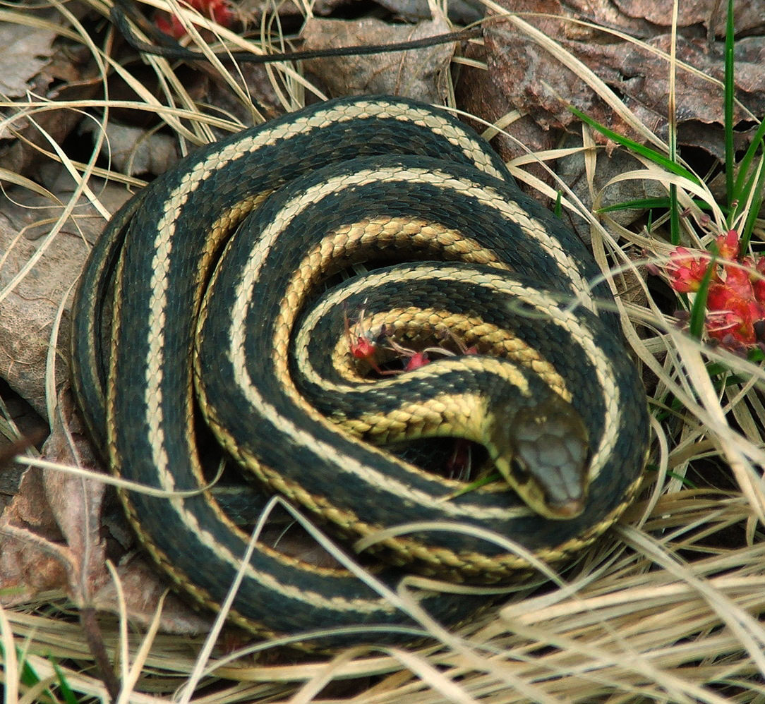 a dark olive snake with yellow stripe in some grass