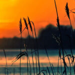 Reeds by Tom Marc via Pixabay