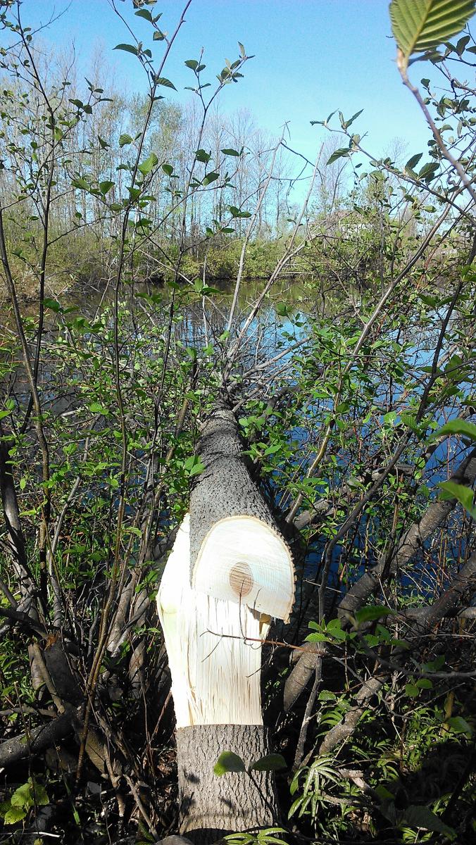 Spring 2014 Tree Drop      