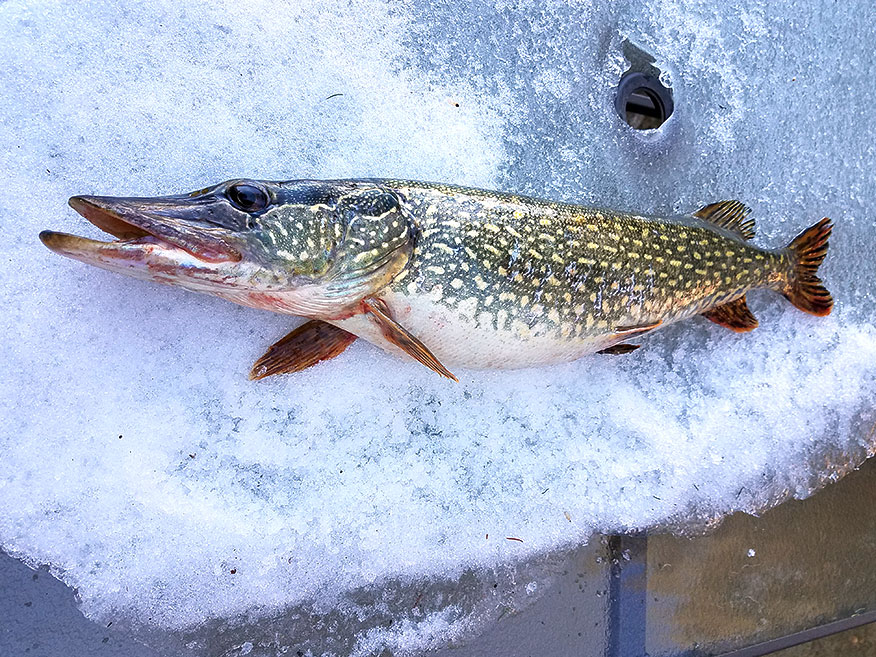 Northerns are fat on Cedar Lake