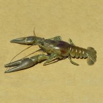 Rusty Crayfish
