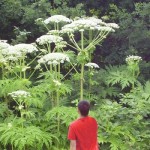 Giant Hogweed