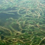 Eurasian Water Milfoil