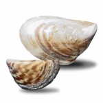 Zebra/Quagga Mussels