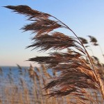 Phragmites