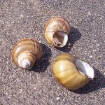 Banded Mystery Snail