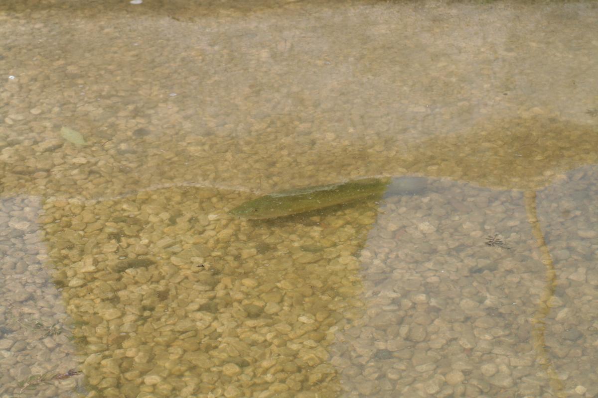 Fish in Wilke Lake  